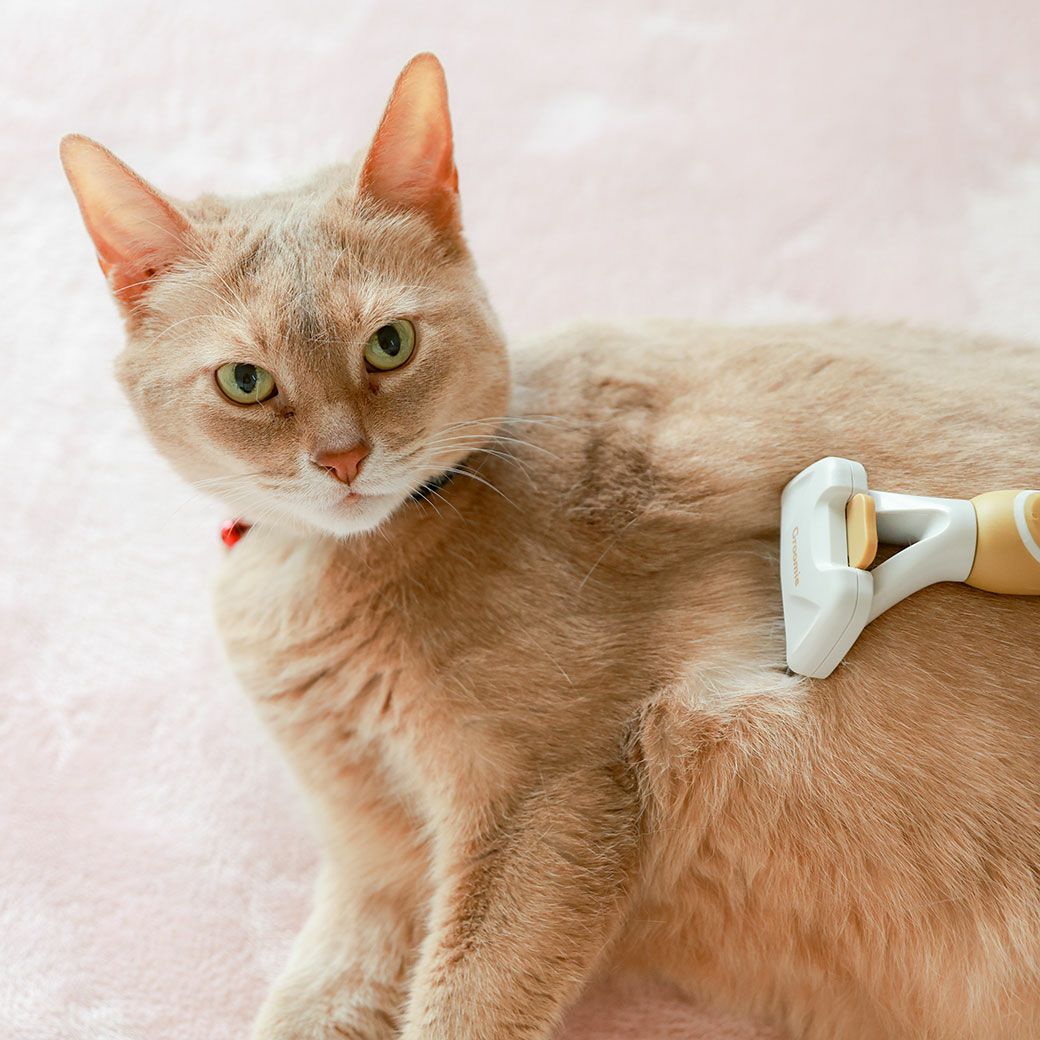 アビシニアン4.5kgのメイちゃんが使用