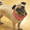 パグ9.4kg(首36/胴53/丈31cm)のめいちゃんはコーラルのMを着用
