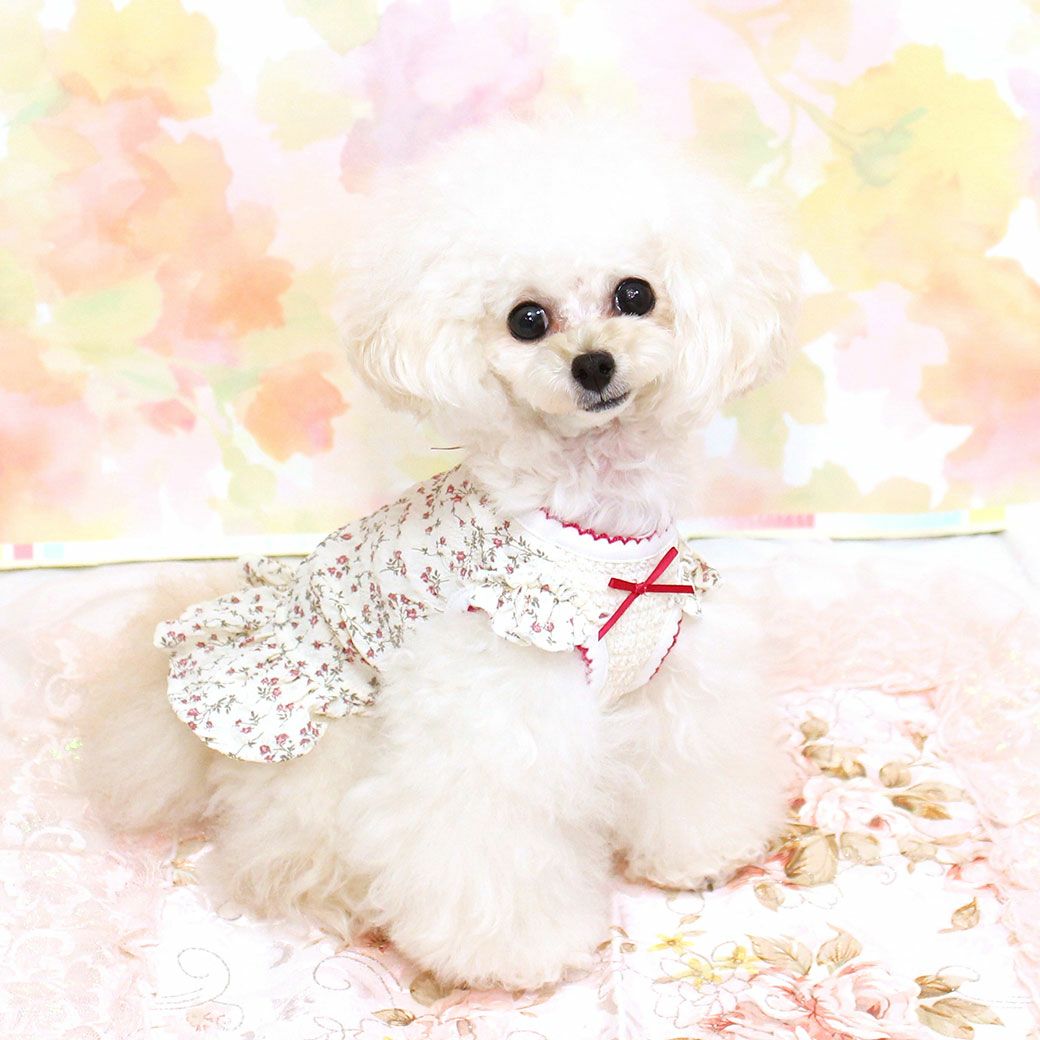 トイプー1.2kg(首15/胴26/丈19cm)のマユリちゃんはレッドのXSを着用