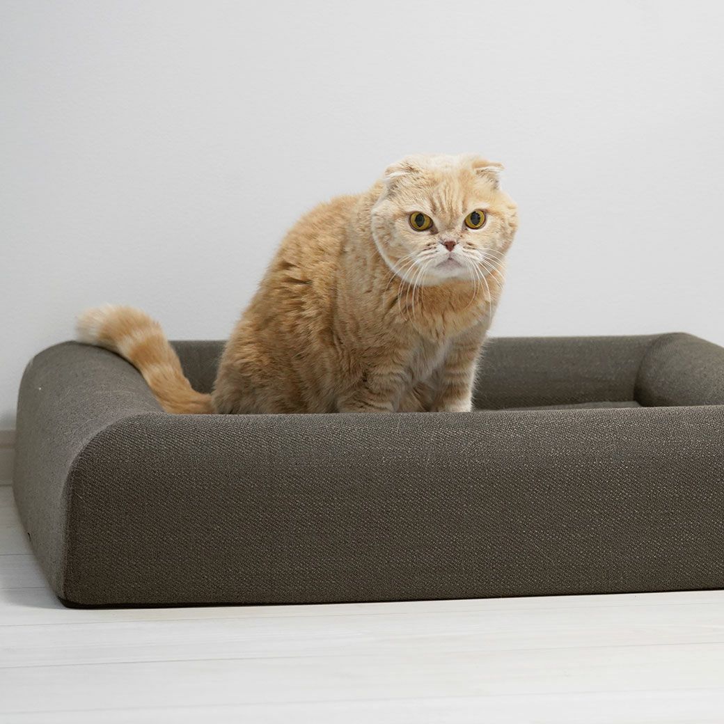 スコティッシュ4.0kgのコマリはチャコールを使用