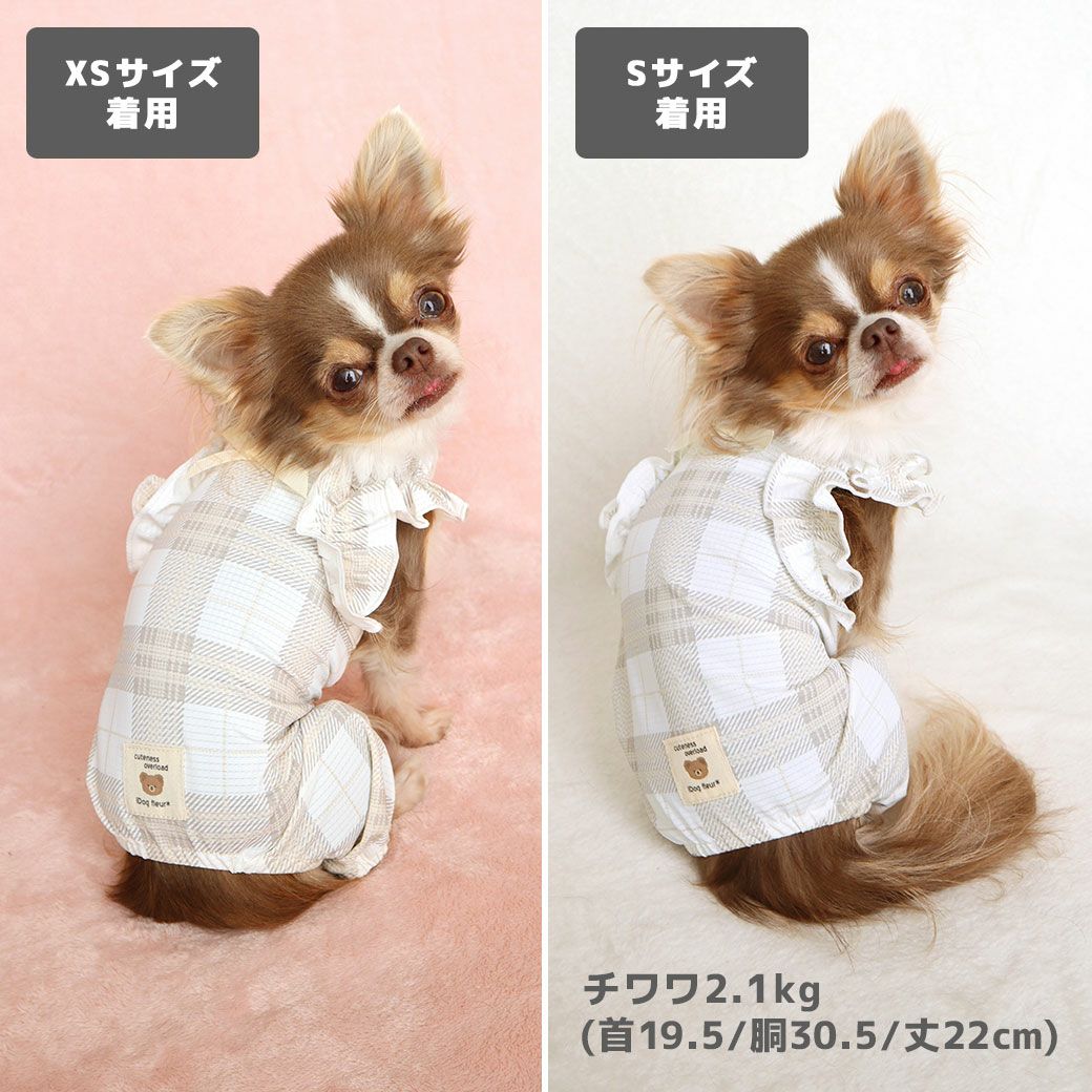 チワワ2.1kg(首19.5/胴30.5/丈22cm)の玉青ちゃんはチェックグレーのXSとSを着用