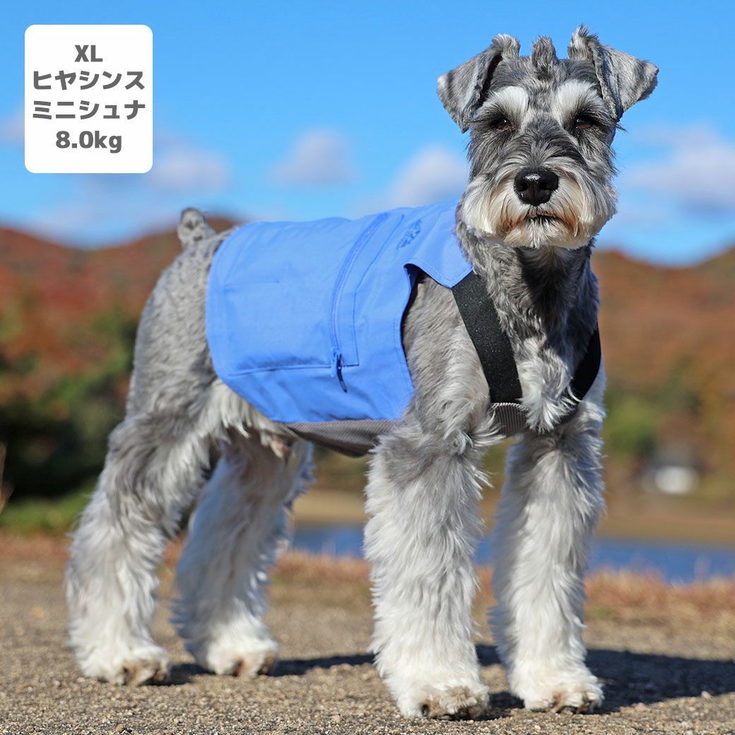 ミニチュアシュナウザー8.0kg(首30/胴48/丈37cm)のマハロくんはヒヤシンスのXLを着用