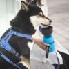 柴犬8.9kg(首40/胴50/丈37cm)の小夏ちゃんはアクアブルーを使用