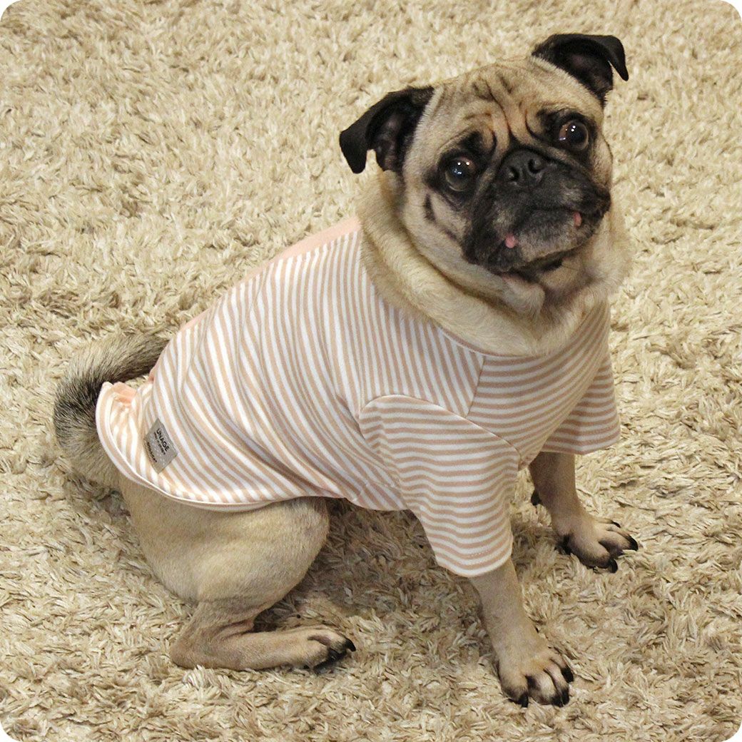 パグ9.4kg(首36/胴53/丈31cm)のめいちゃんはボーダーピンクベージュのFを着用