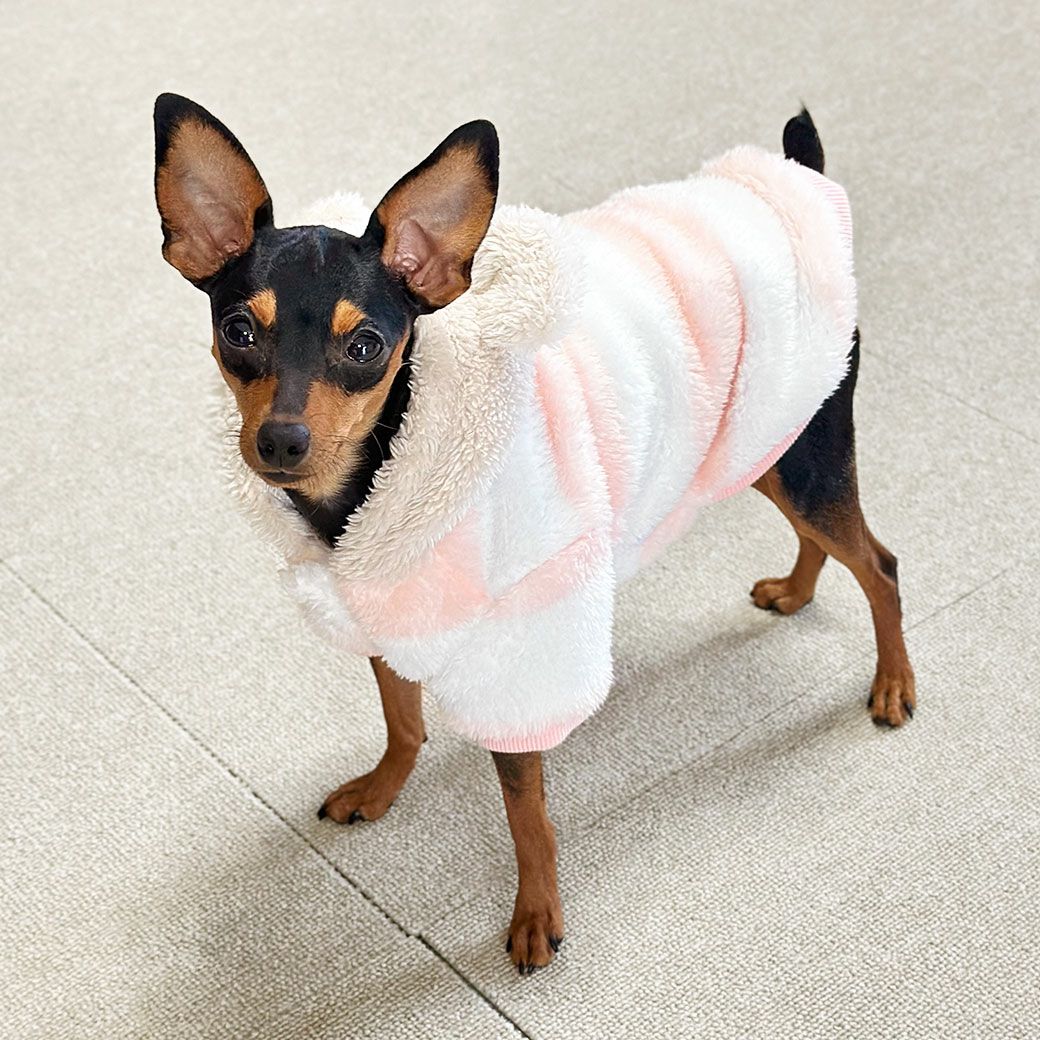 動きやすい工夫がいっぱいの犬用洋服