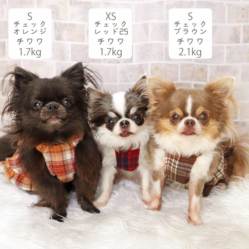 チワワ1.7kg(首19/胴28.5/丈21cm)の小桃ちゃん(左)はチェックオレンジのS、1.7kg(首18/胴27.5/丈18cm)の小真知ちゃん(中央)はチェックレッド25のXS、2.1kg(首19.5/胴30.5/丈22cm)の玉青ちゃん(右)はチェックブラウンのSを着用