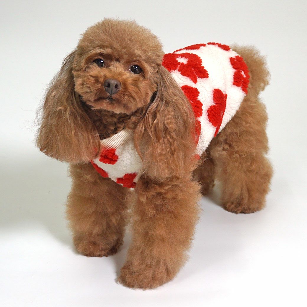 プードル2.5kg(首19/胴31/丈26cm)のグミちゃんはフラワーホワイト×レッドのMを着用