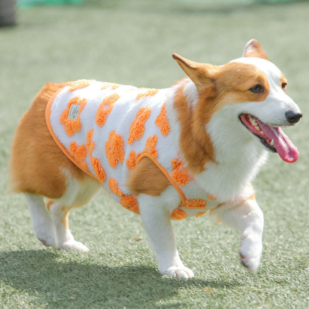 コーギー10.6kg(首36/胴51/丈37cm)のラテちゃんはフラワーホワイト×オレンジのXXLを着用
