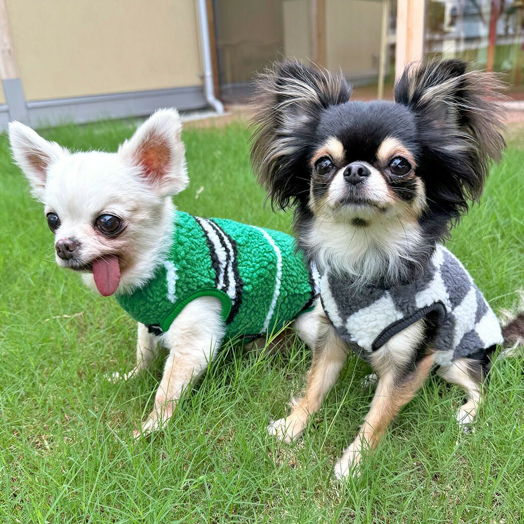 チワワ2.7kg(首19/胴30/丈27cm)のこむぎくん【左】はボーダーグリーンのS、1.7kg(首18/胴23/丈27cm)のざらめちゃん【右】はチェックDのXSを着用