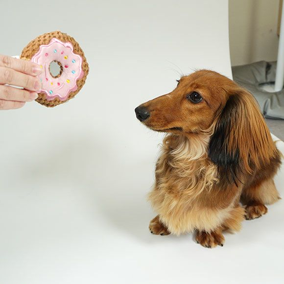 ミニチュアダックス4.8kg(首26/胴39/丈37cm)ダンケ君と比べるとこの大きさ