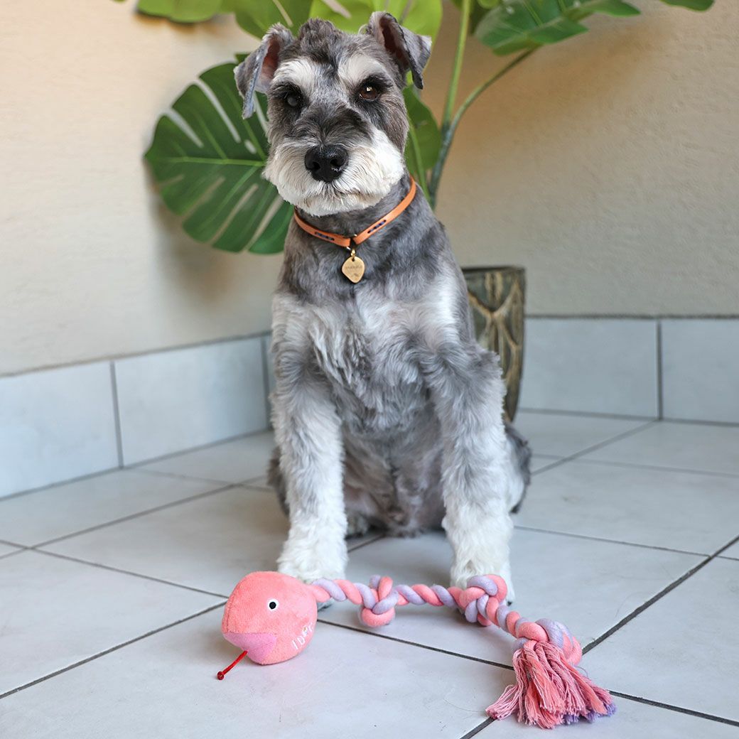 ミニチュアシュナウザー8.0kg(首30/胴48/丈37cm)のマハロくんはピンクで遊んでくれました
