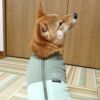 楽々着れる！嬉しい後開き仕様の愛犬用アウター