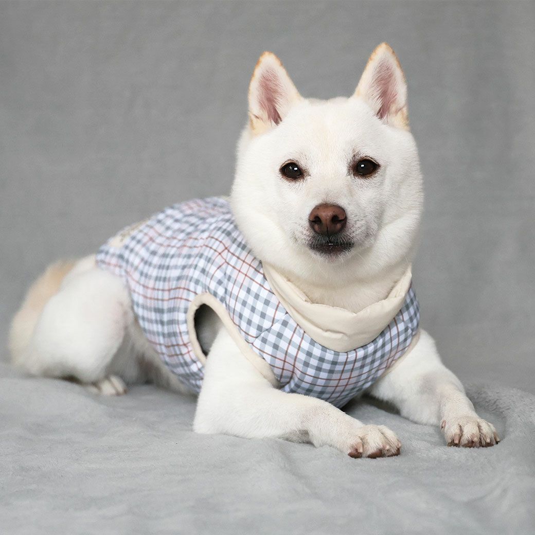 子供服みたいでかわいい！犬用アウター