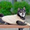 柴犬9.0kg(首36/胴52/丈43cm)のざくろちゃんはうさぎベージュのXXLを着用