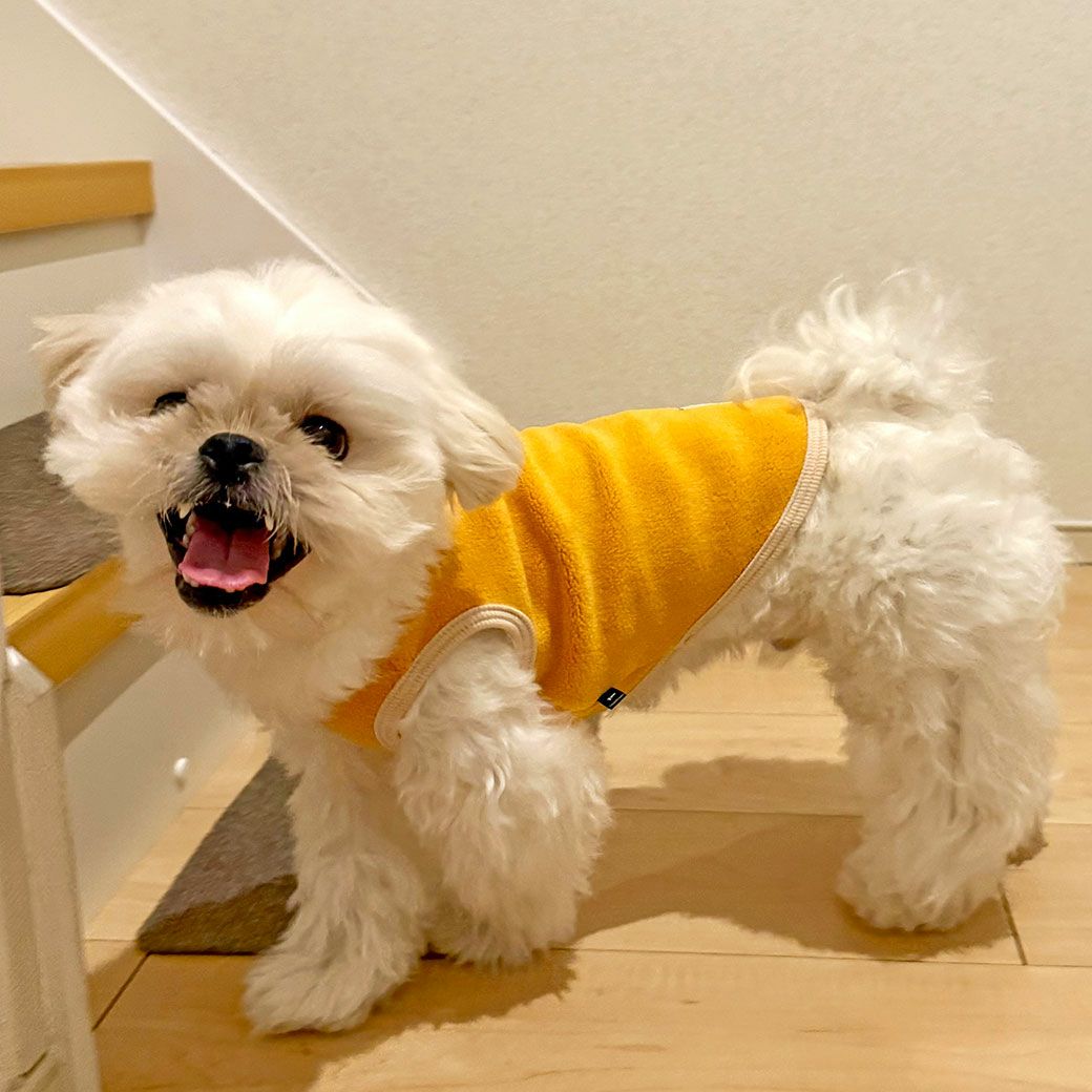 MIX4.2kg(首24/胴38/丈30cm)のとろろくんはイエローのMを着用