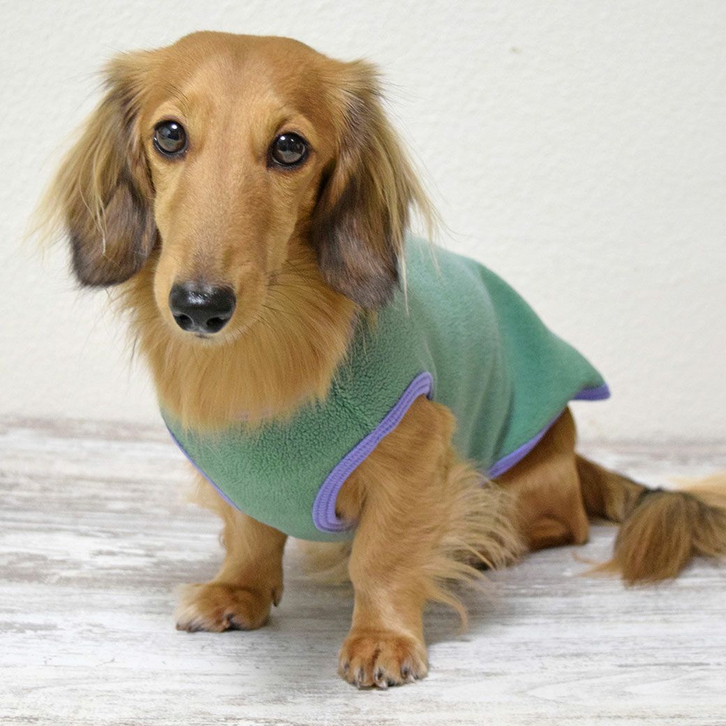 ミニチュアダックス4.3kg(首27/胴40/丈33cm)のALFaくんはグリーンのDMを着用