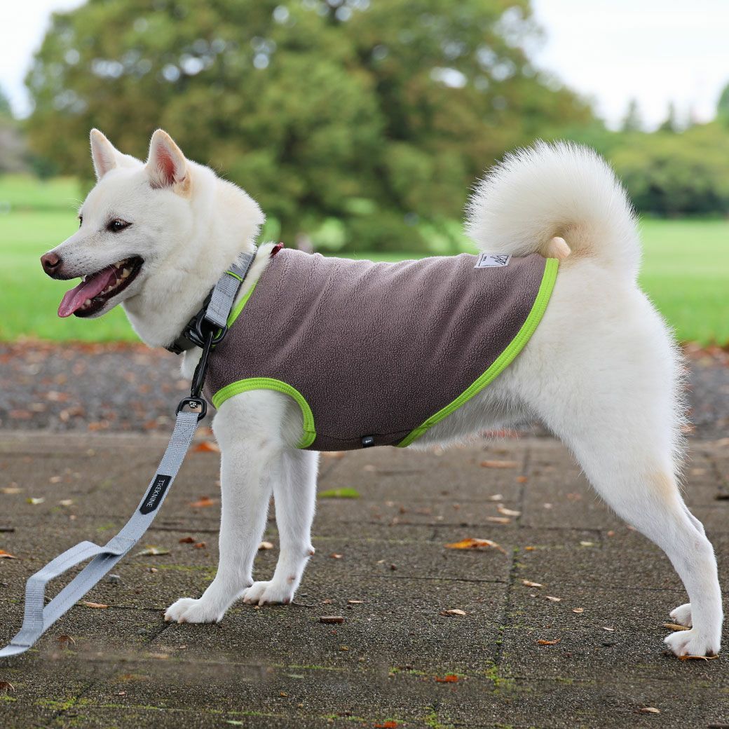 豆柴6.0kg(首31/胴45/丈33cm)のラテちゃんはグレーのLを着用