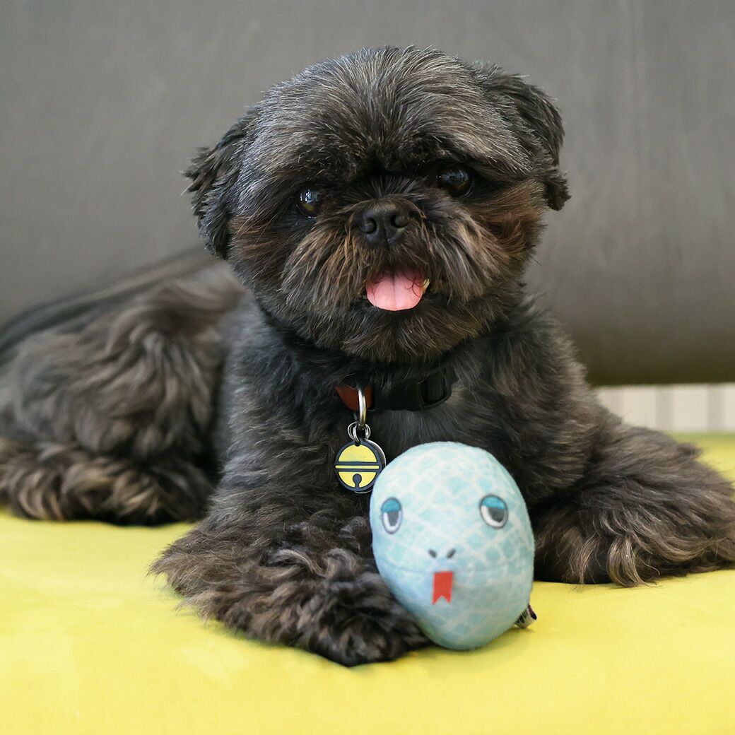 シーズー5.4kg(首26/胴38/丈38cm)のつぶくんが遊んでくれました