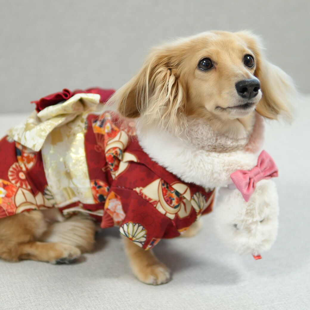 ミニチュアダックス3.9kg(首25/胴37/丈31cm)のクムちゃんはホワイトピンクのMを着用