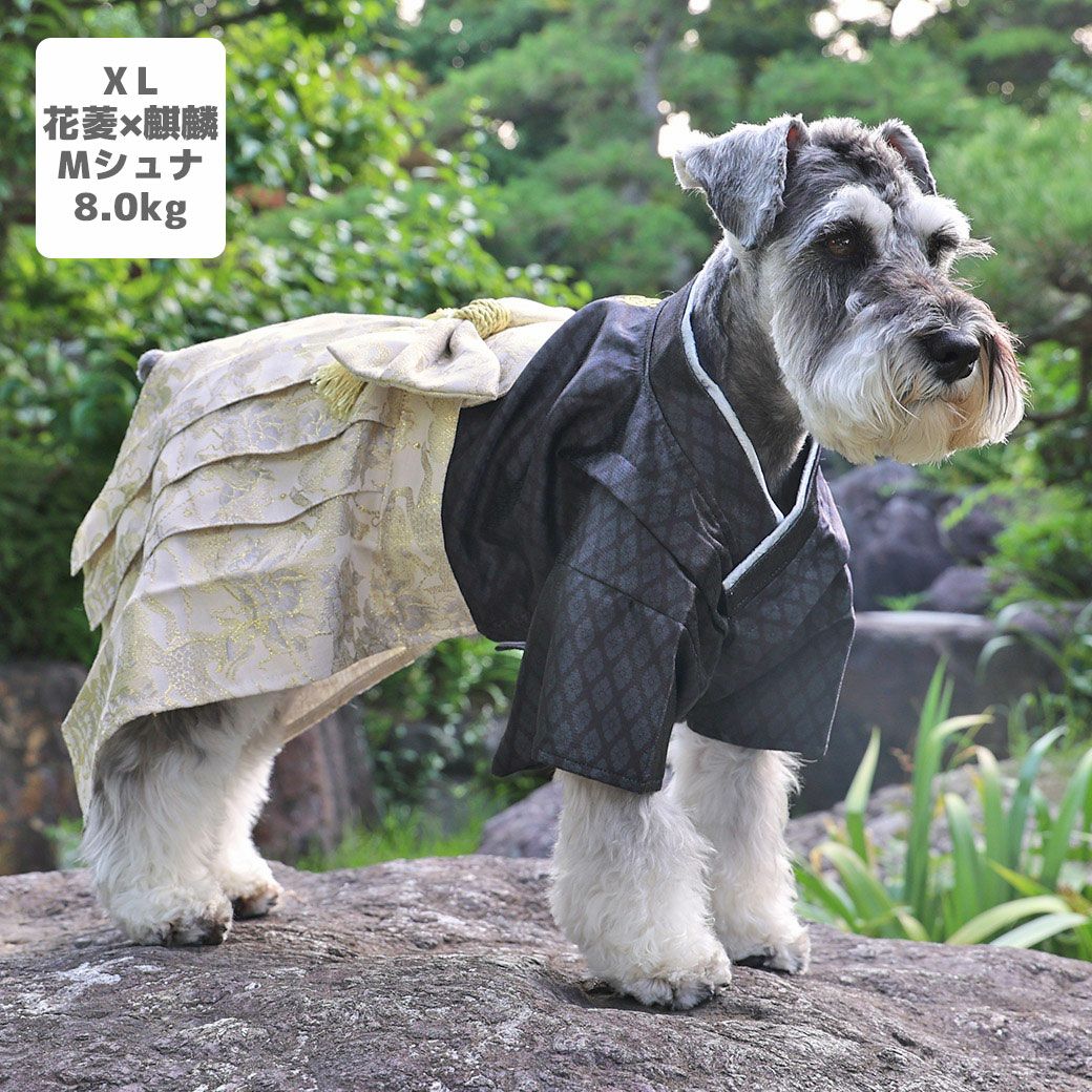 ミニチュアシュナウザー8.0kg(首30/胴48/丈37cm)のマハロくんは花菱×麒麟のXLを着用
