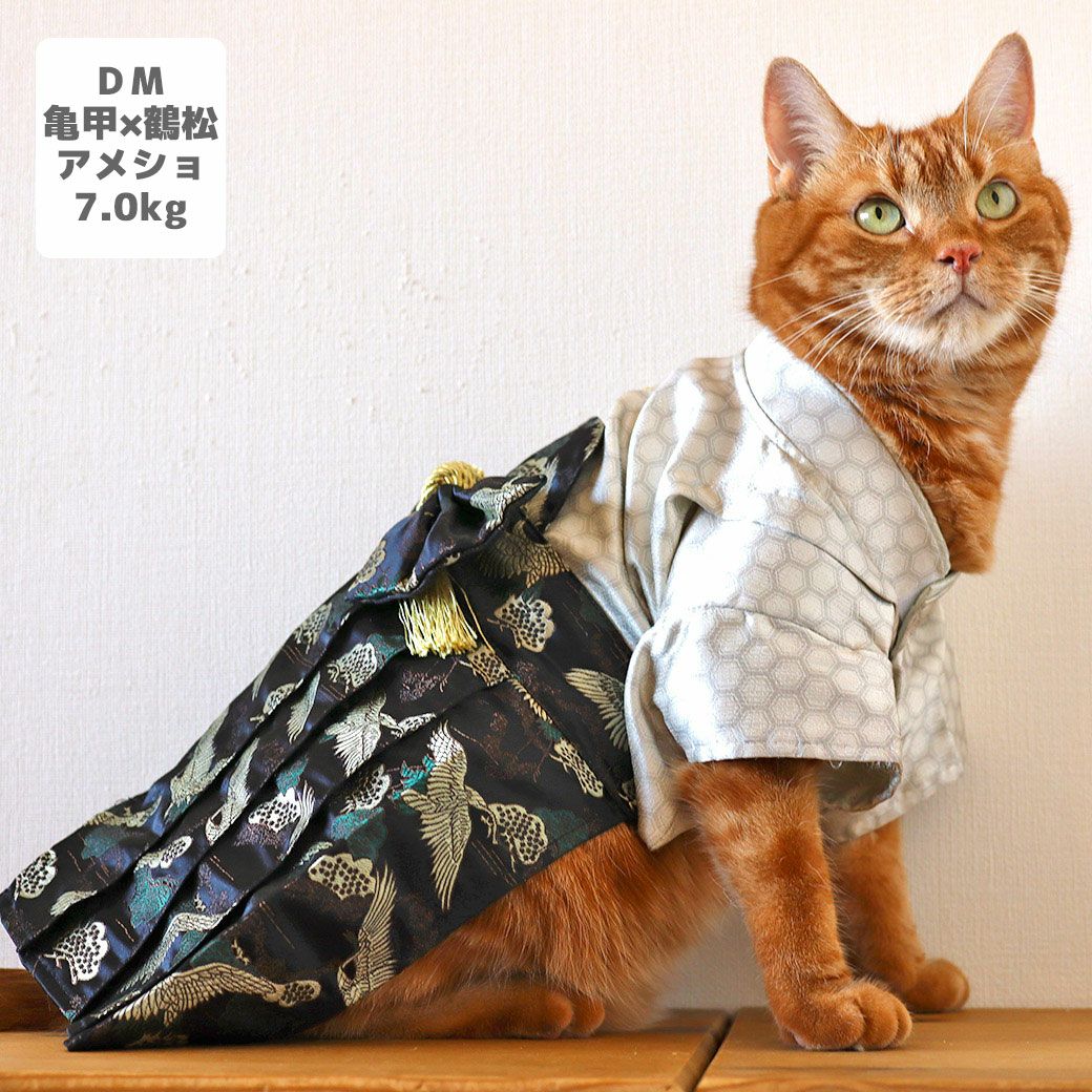アメショ7.0kg(首28/胴48/丈28cm)のタラくんは亀甲×鶴松のDM着用