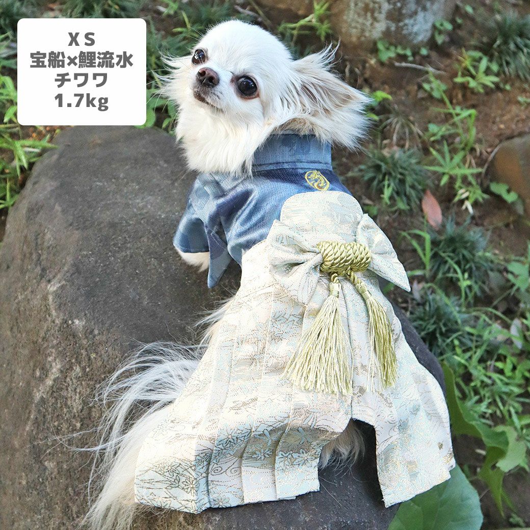 チワワ1.7kg(首18/胴27.5/丈22cm)のトロくんは宝船×鯉流水のXSを着用
