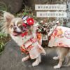 iDog愛犬用着物アイドッグ