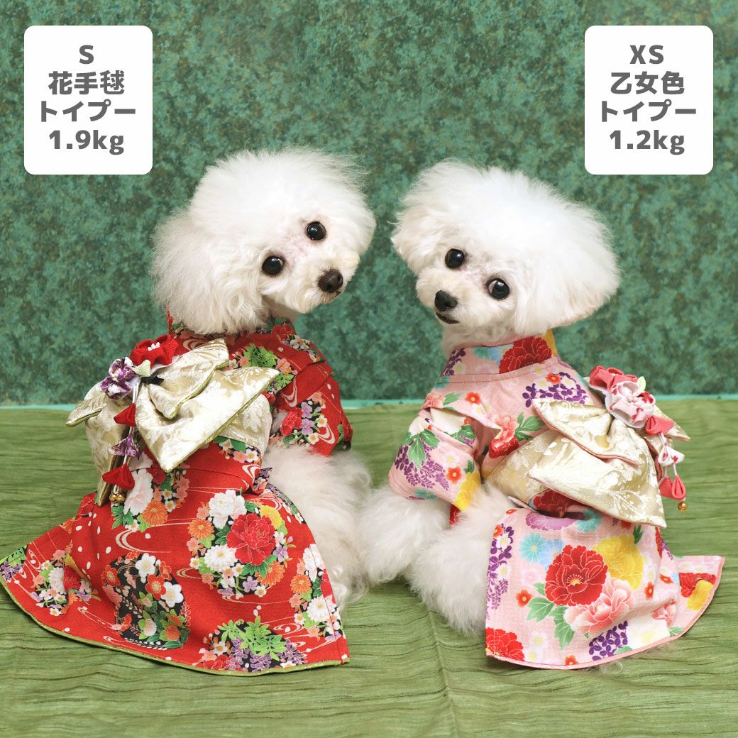 トイプー1.9kg(首17/胴29/丈22cm)のメリナちゃんは花手毬（はなてまり）のSを着用、トイプー1.2kg(首15/胴26/丈19cm)のマユリちゃんは乙女色（おとめいろ）のXSを着用