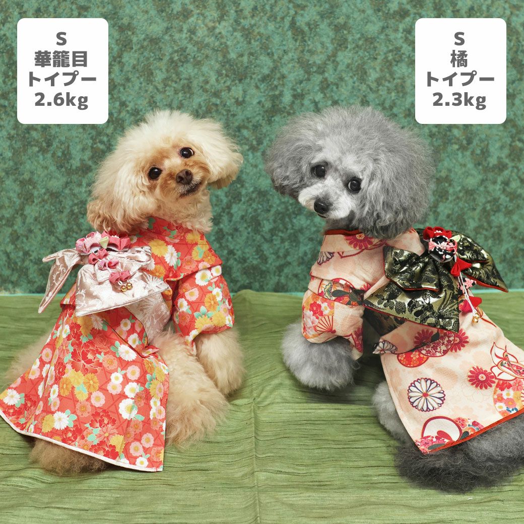 トイプー2.6kg(首20/胴32/丈25cm)のマイちゃんは華籠目（はなかごめ）のSを着用、トイプー2.3kg(首18/胴31/丈24cm)のメルシーちゃんは橘（たちばな）のSを着用