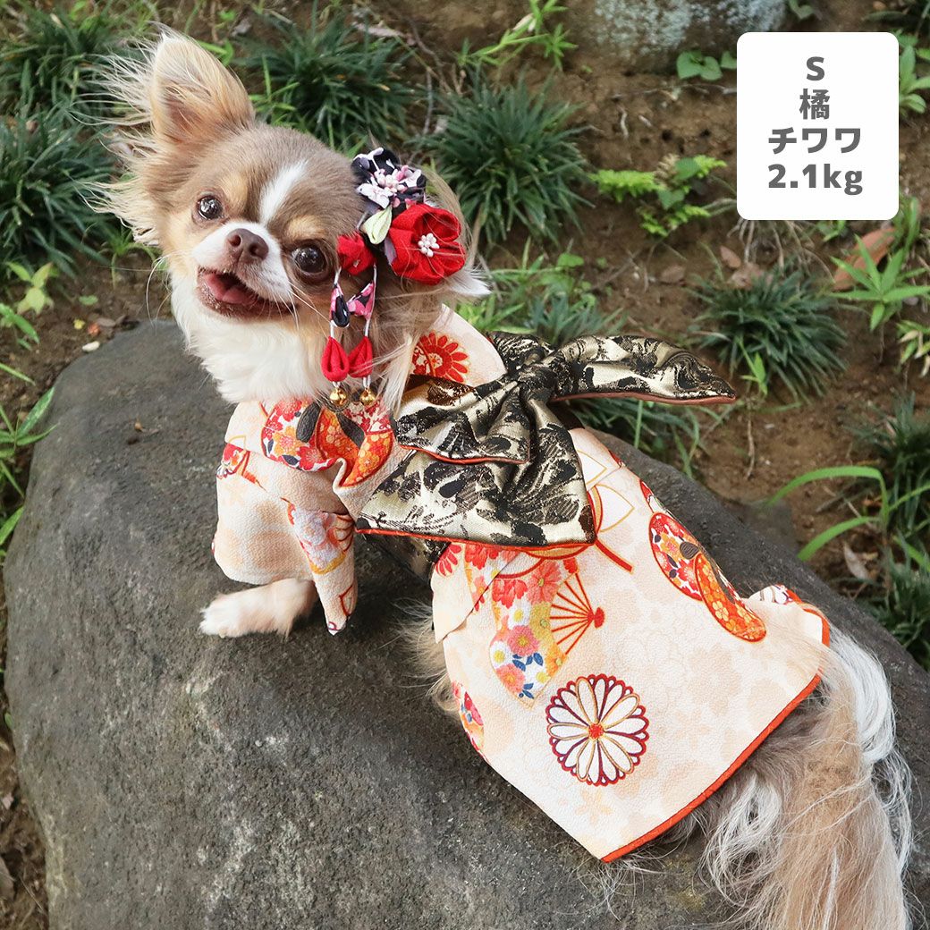 チワワ2.1kg(首19.5/胴30.5/丈22cm)の玉青ちゃんは橘（たちばな）のSを着用