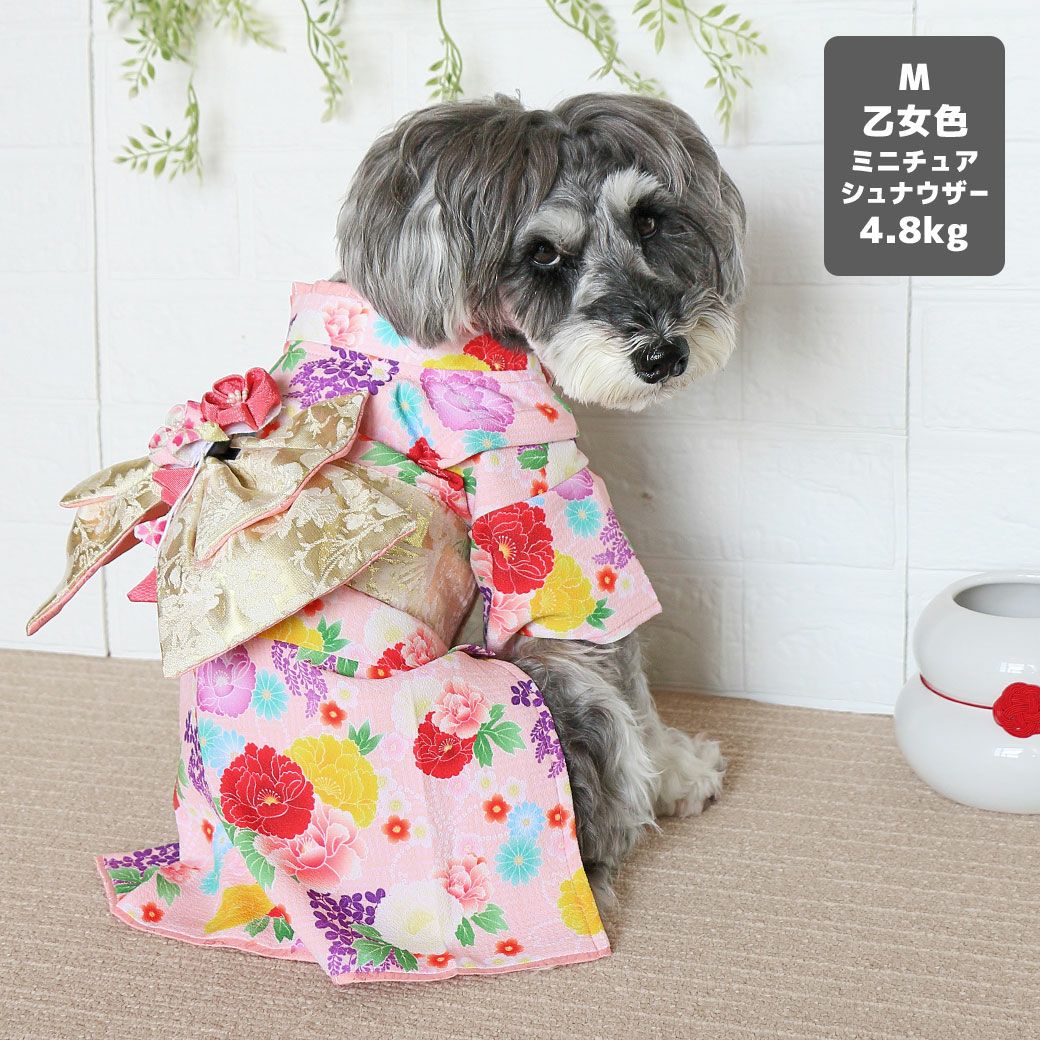 ミニチュアシュナウザー4.8kg(首22/胴39/丈29cm)のあろあちゃんは乙女色（おとめいろ）のMを着用