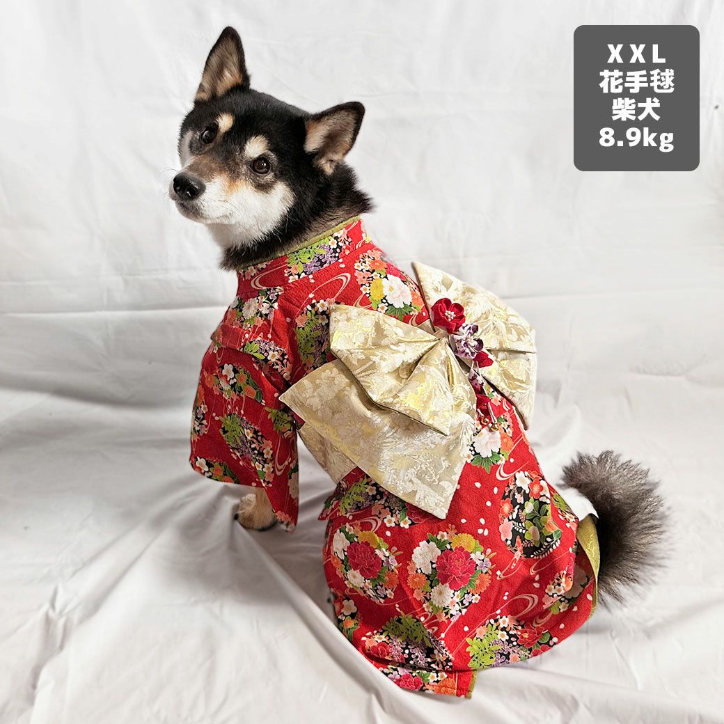 柴犬8.9kg(首33/胴54/丈39cm)のチョコプリンちゃんは花手毬（はなてまり）のXXLを着用