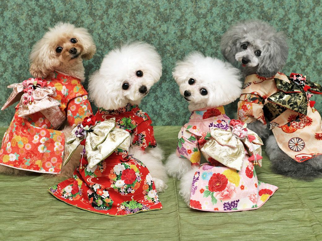 後ろからみても美しい着物