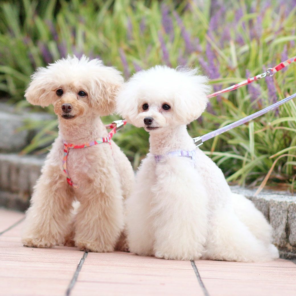 iDogオリジナルの柄です