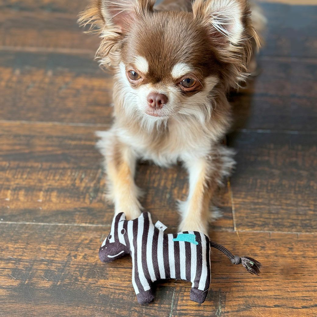 チワワ2.2kg(首18.5/胴30/丈30cm)のピクルスくんは「しま」色が当たりました