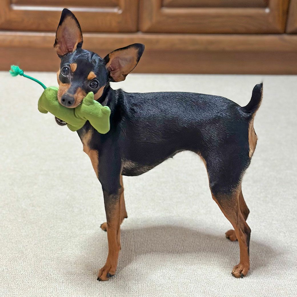 ミニピン2.7kg(首20/胴36/丈23.5cm)のルナちゃんは「みどり」色が当たりました