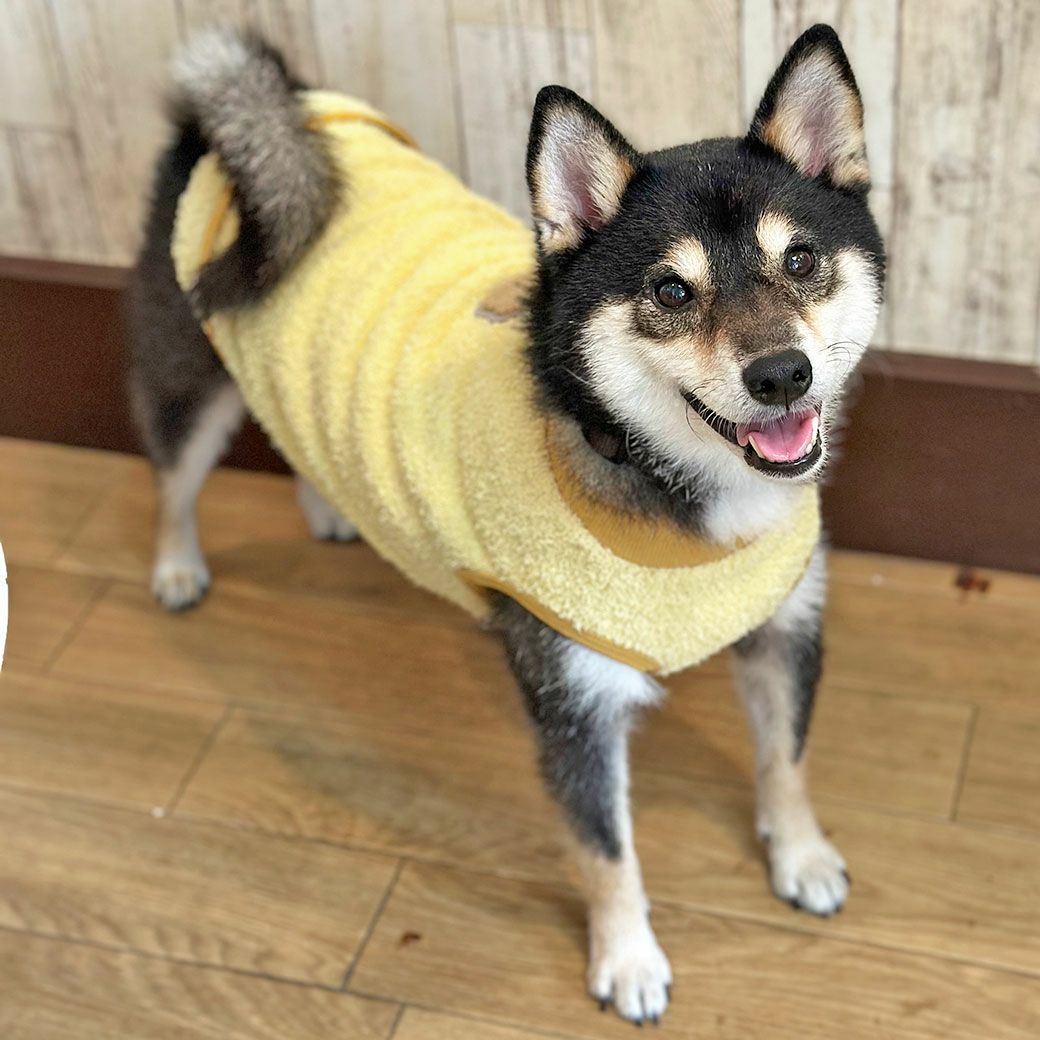 柴犬8.9kg(首33/胴54/丈39cm)のチョコプリンちゃんはイエローのXXLを着用
