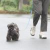 安全で使いやすい愛犬用のリードカラーセット