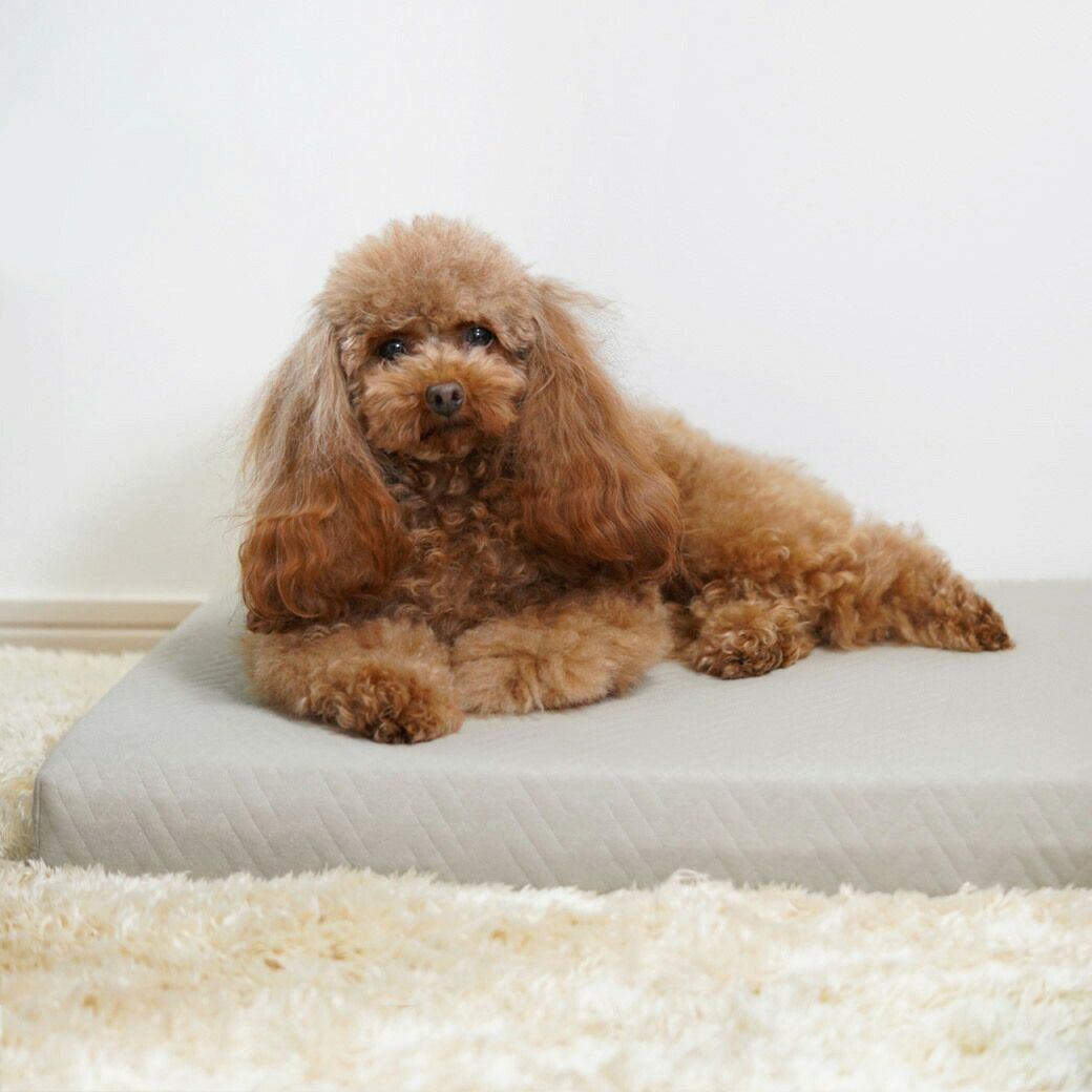 トイプー2.8kgのグミちゃんはイエローベージュを使用