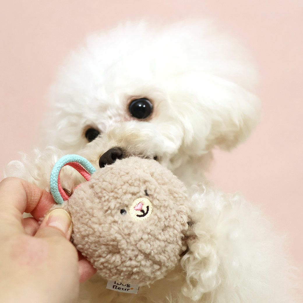 トイプー1.9kg(首17/胴29/丈22cm)のメリナちゃんはベージュに夢中
