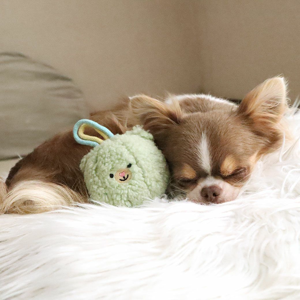 チワワ2.1kg(首19.5/胴30.5/丈22cm)の玉青ちゃんはグリーンと添い寝