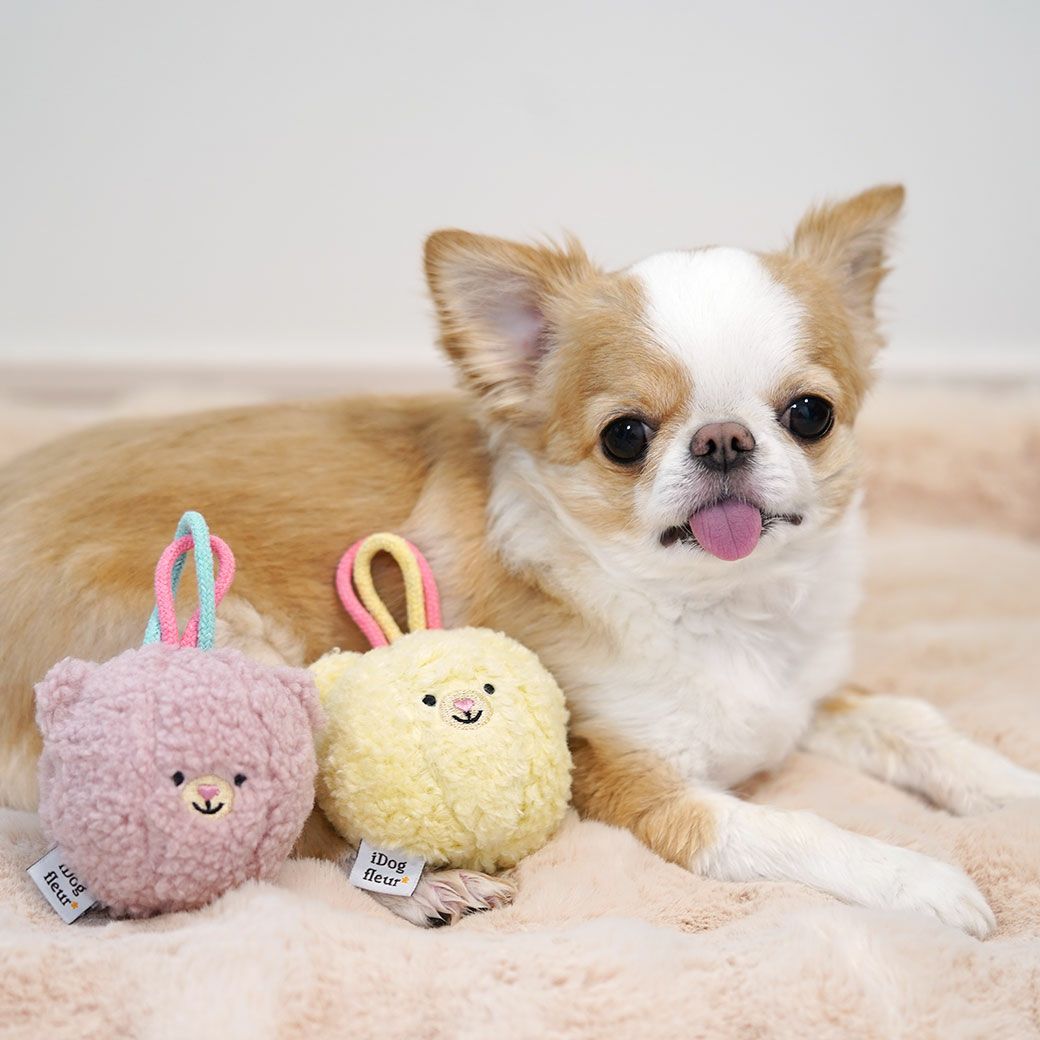 チワワ2.4kgのつぶは記念撮影