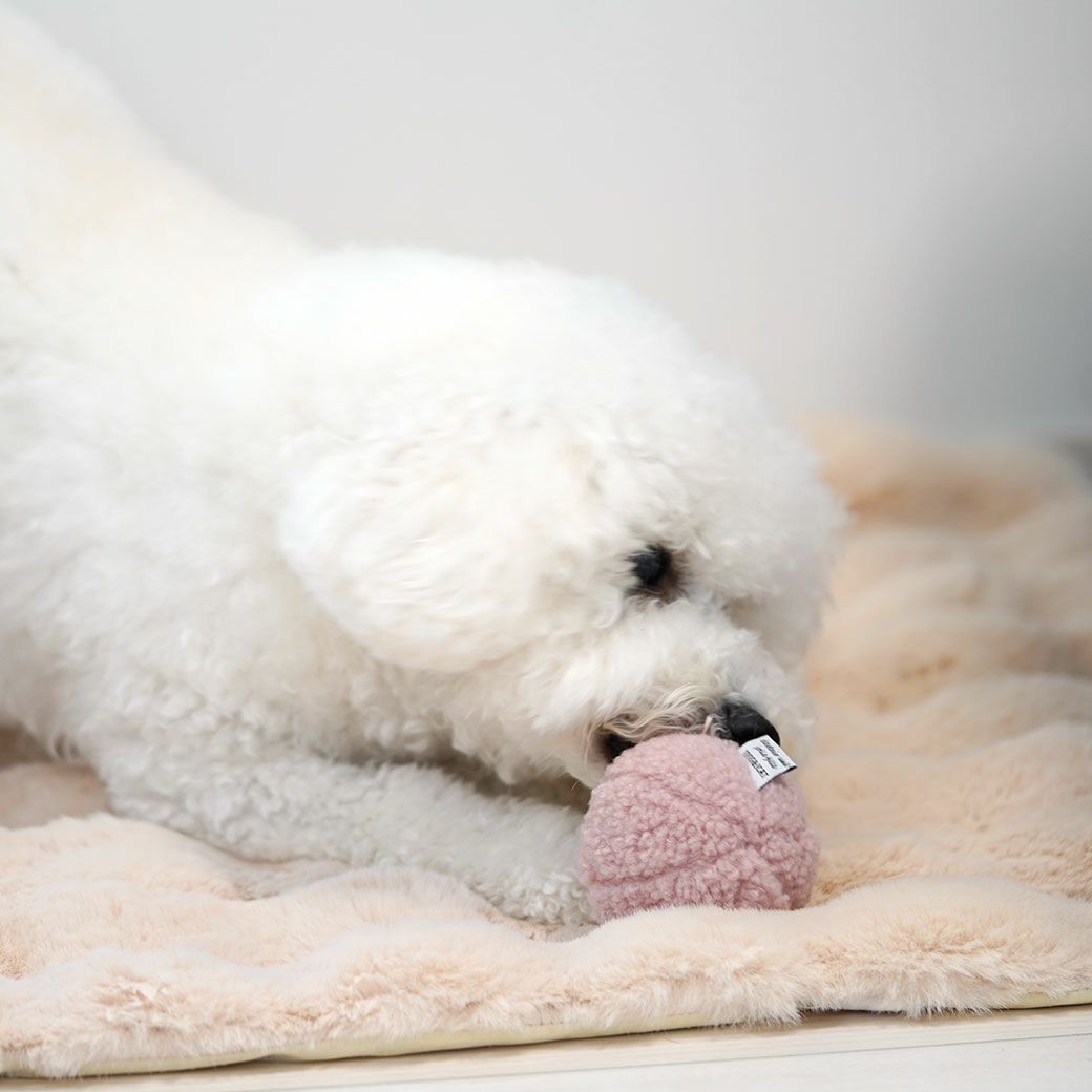 ビションプー5.0kg(首29/胴36/丈35cm)のモフコはピンクに夢中