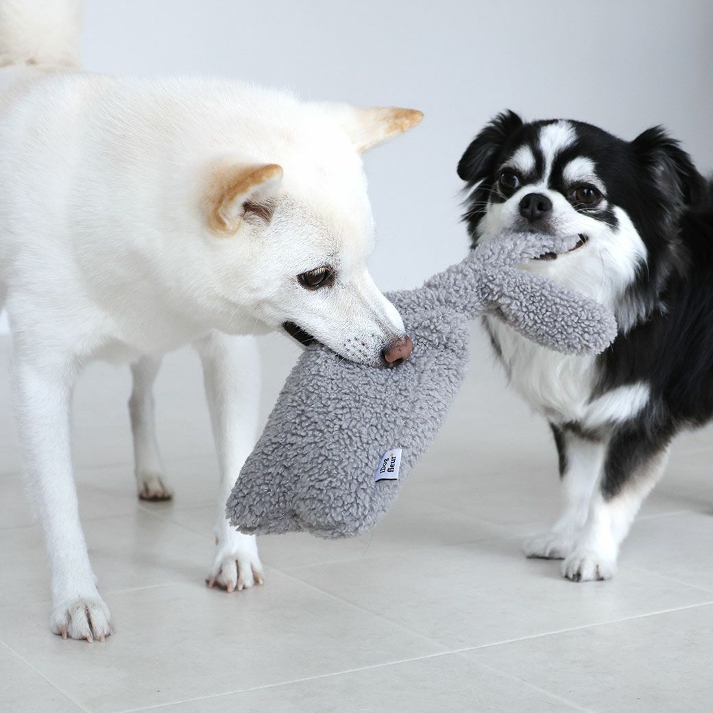 豆柴6.0kg(首31/胴45/丈33cm)のラテちゃんはストームグレーをティノちゃんと引っ張りあい