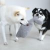 豆柴6.0kg(首31/胴45/丈33cm)のラテちゃんはストームグレーをティノちゃんと引っ張りあい