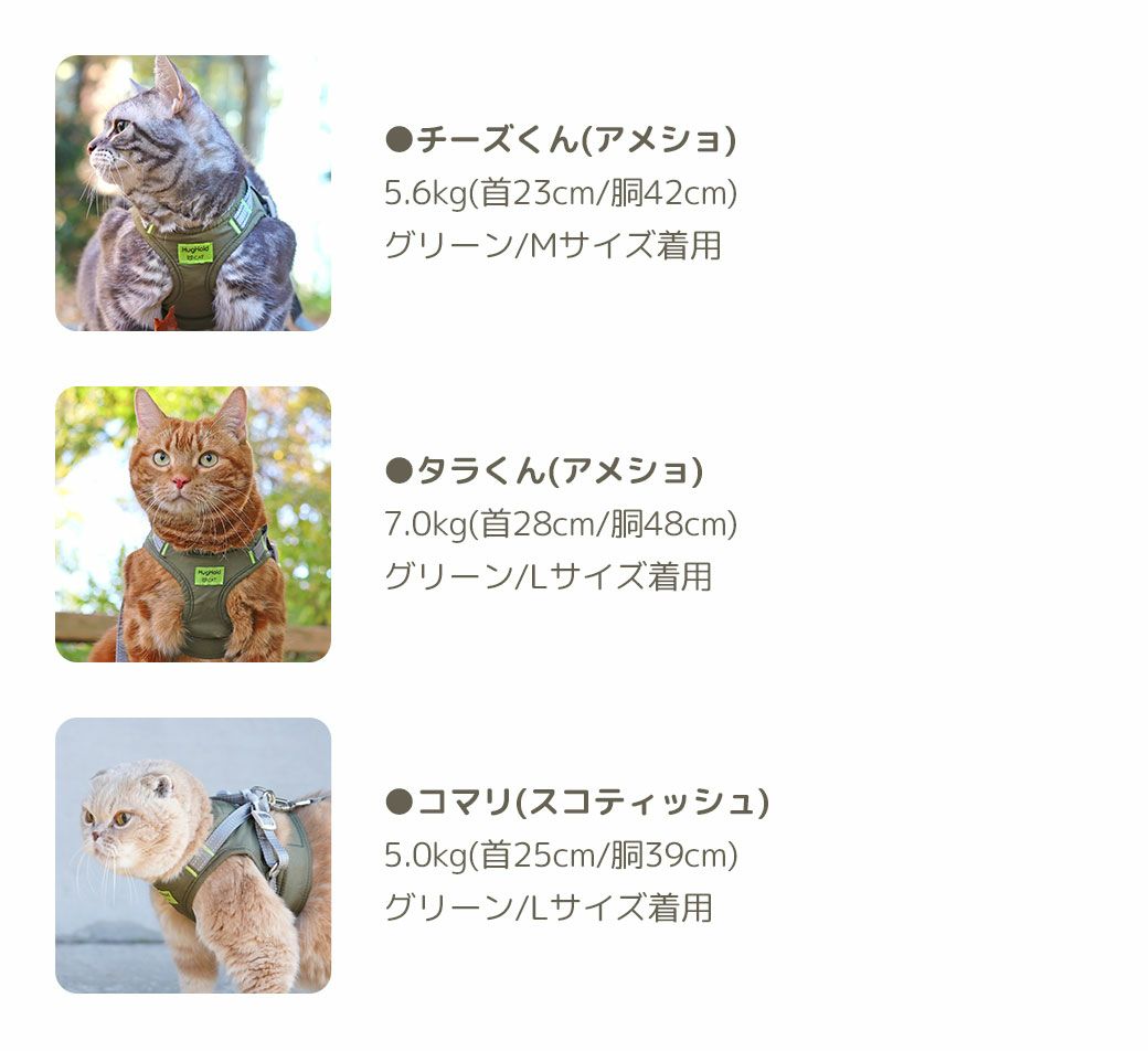 モデル