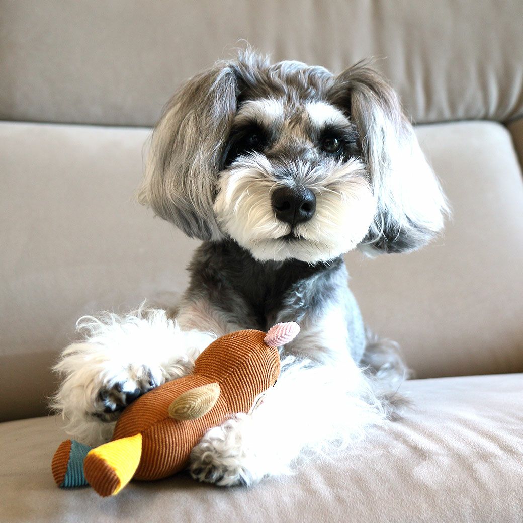 ミニチュアシュナウザー4.8kg(首22/胴39/丈29cm)のあろあちゃんはくまで遊びました