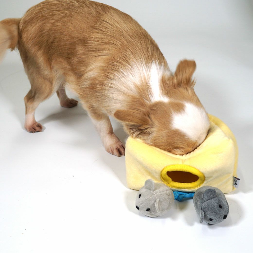 チーズ穴から顔をだしそうにないチワワ2.6kgつぶちゃん