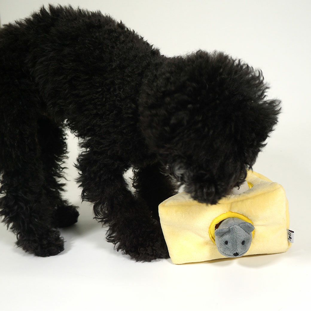 トイプードルもずくちゃんもチーズに夢中