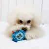 トイプー1.9kg(首17/胴29/丈22cm)のメリナちゃんはブルーで遊びました